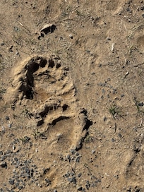 Bear prints in a l patch of dirt/mud near the forest