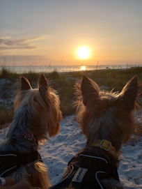 My Boyz love vacationing with us.