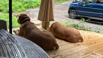 Pups enjoying the view from the deck!