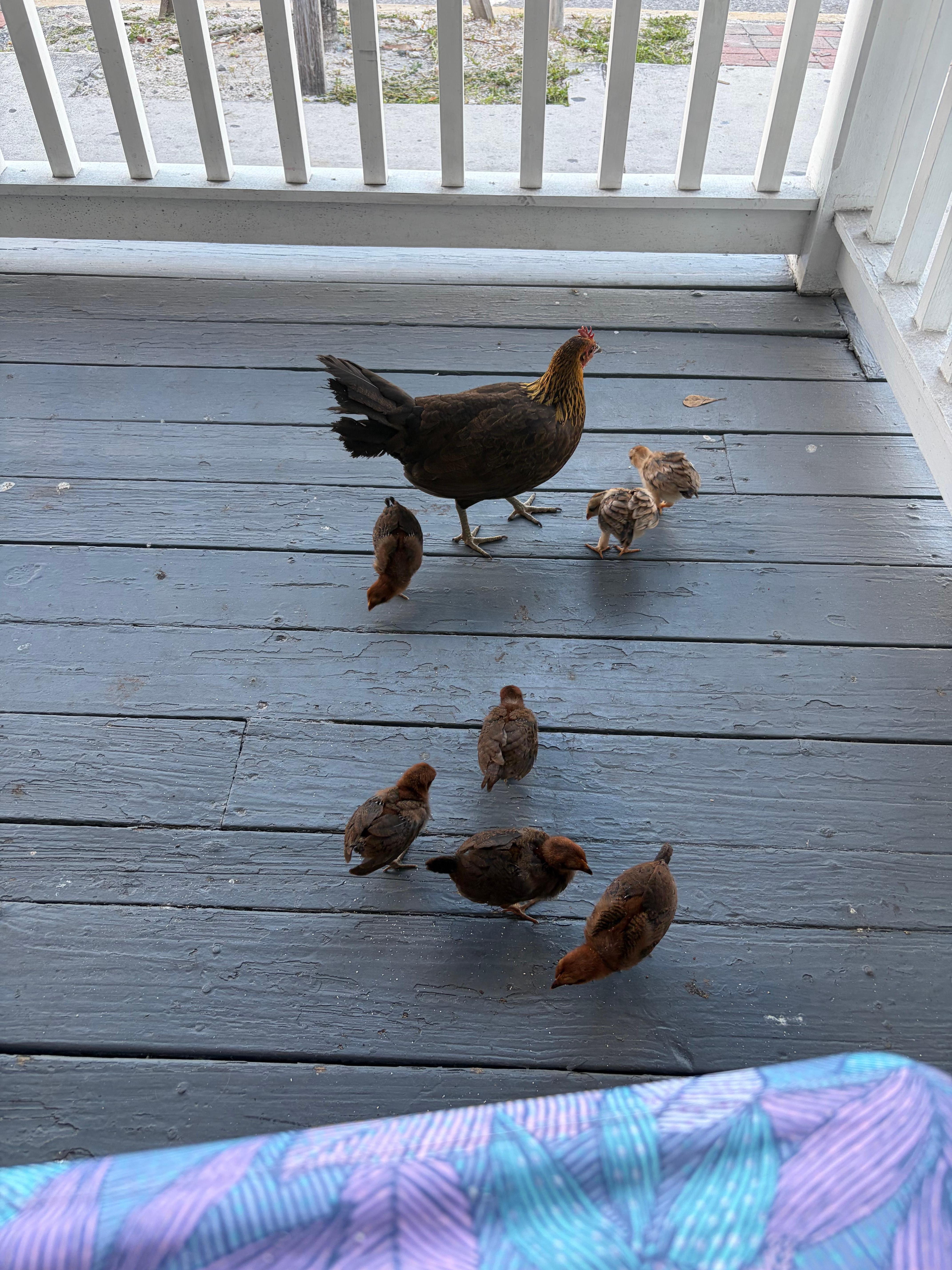 Daily Visitors 🥰