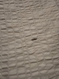 The bug on the bed.
