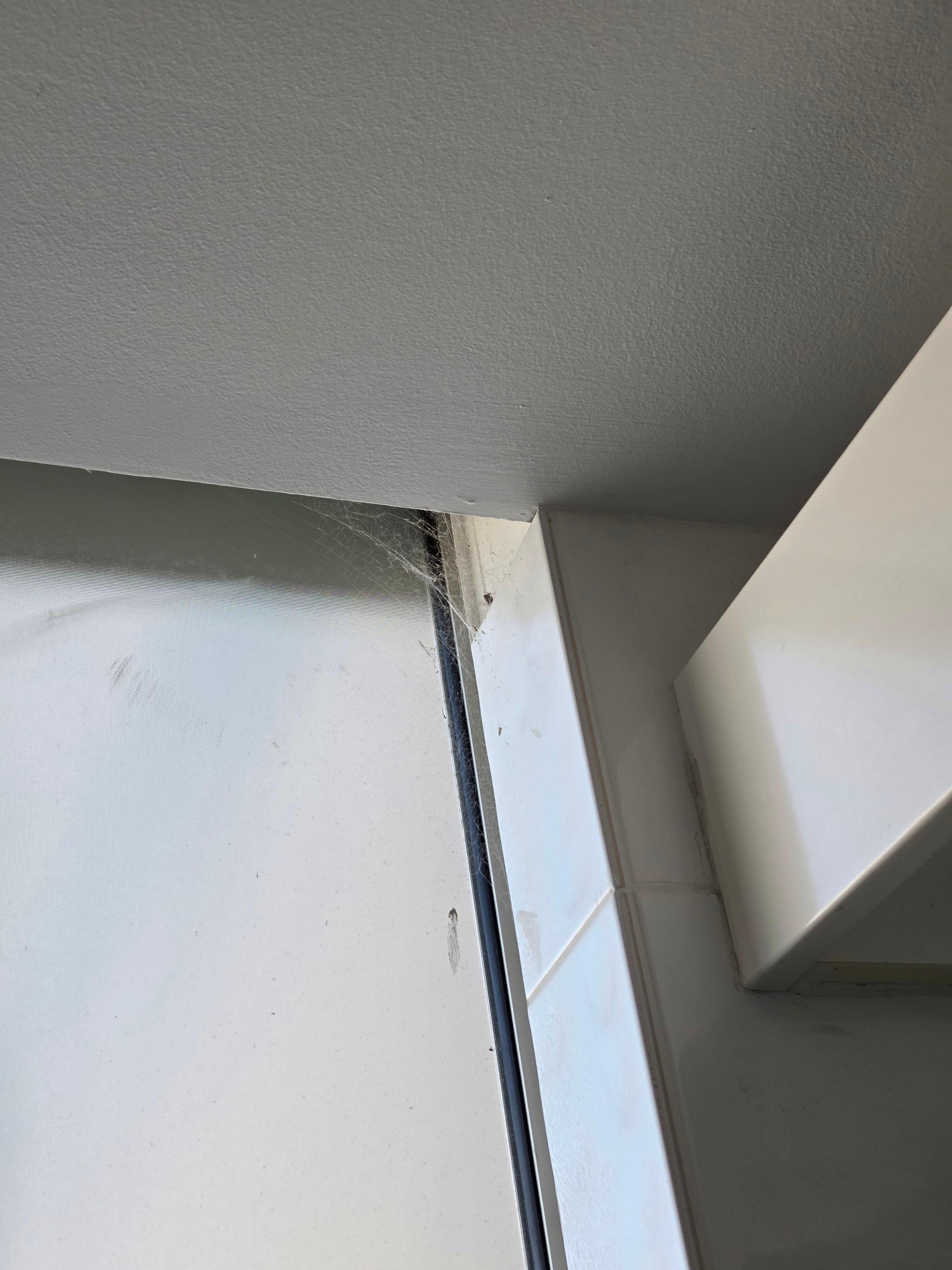 Windows had webs.  this one had a spider