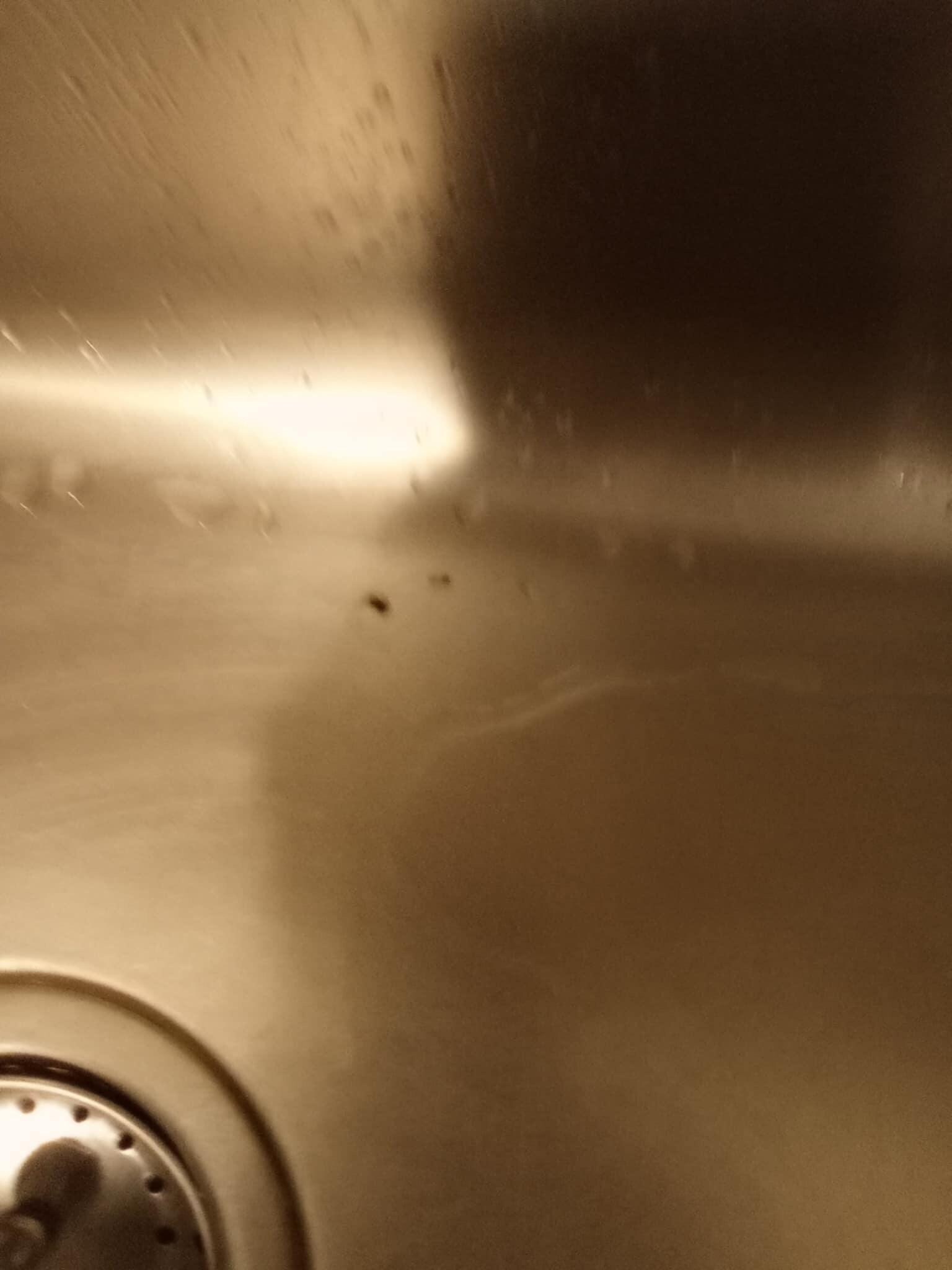 Mice droppings in sink