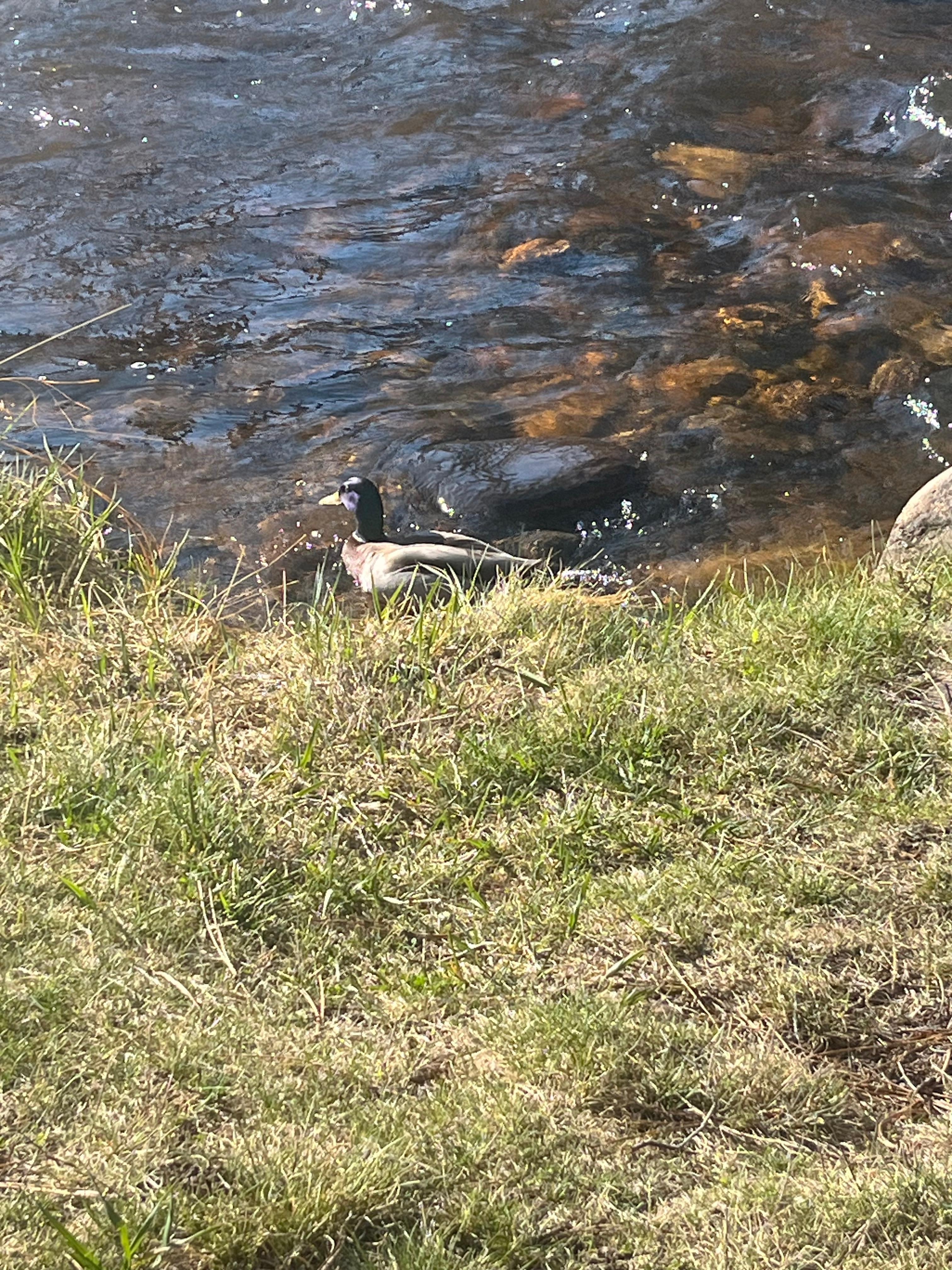 Ducks right on the property 