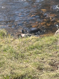 Ducks right on the property