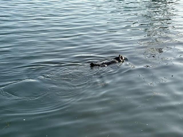 This guy and his friend swam by at least twice a day.