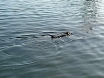 This guy and his friend swam by at least twice a day.