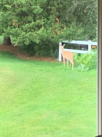 Deer in the neighborhood