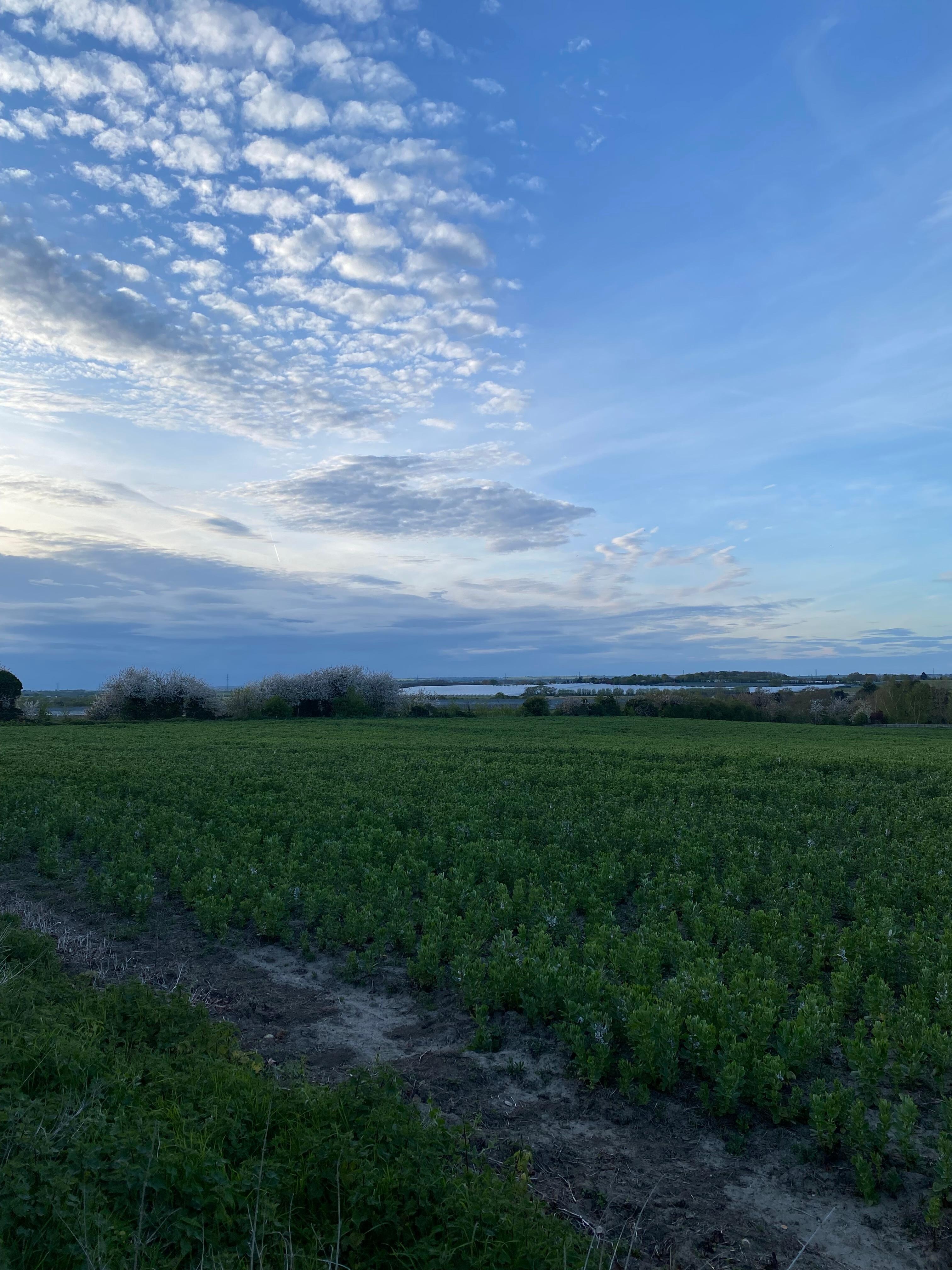 View across the broad bean field.