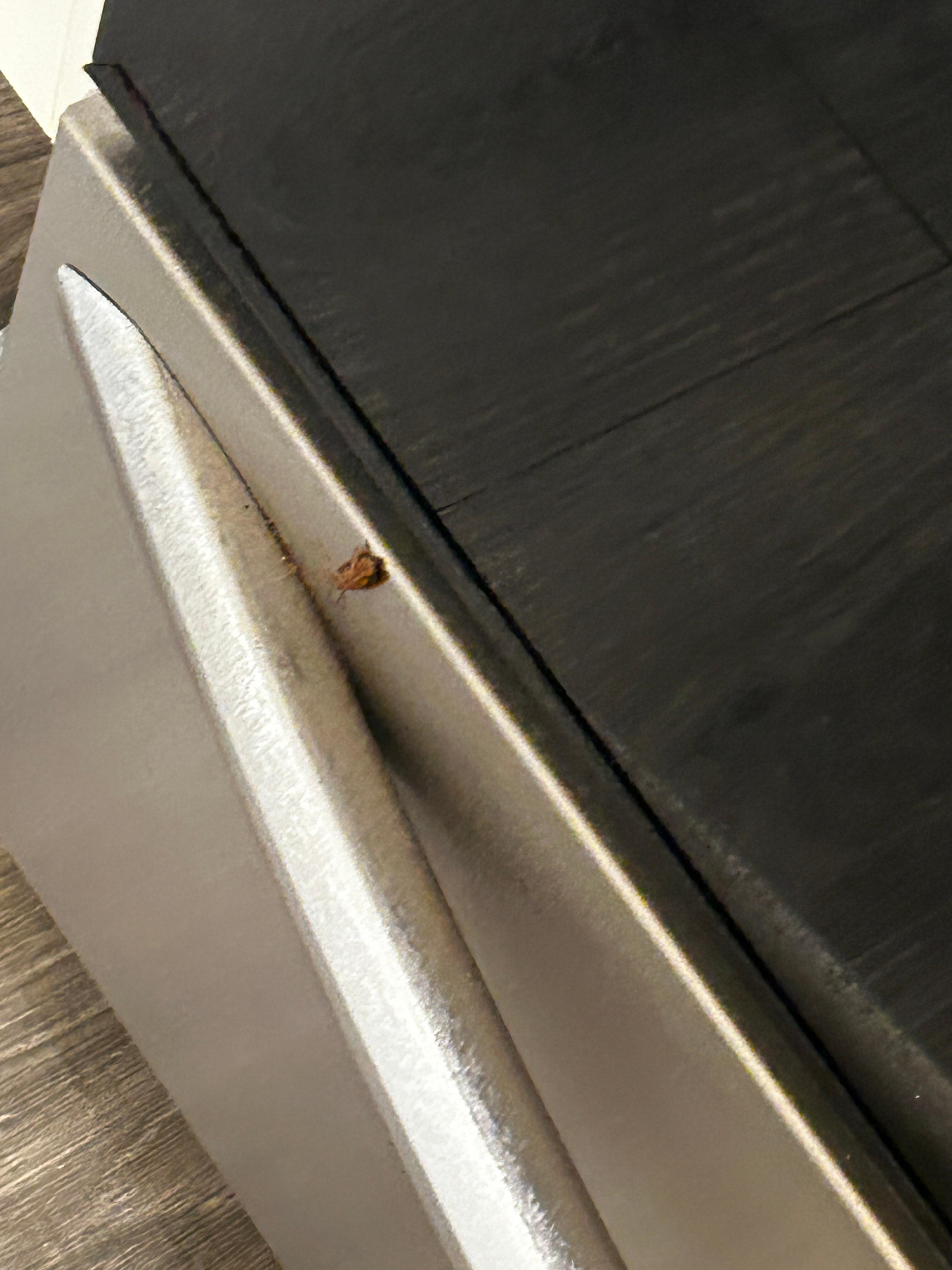 Roach on oven 