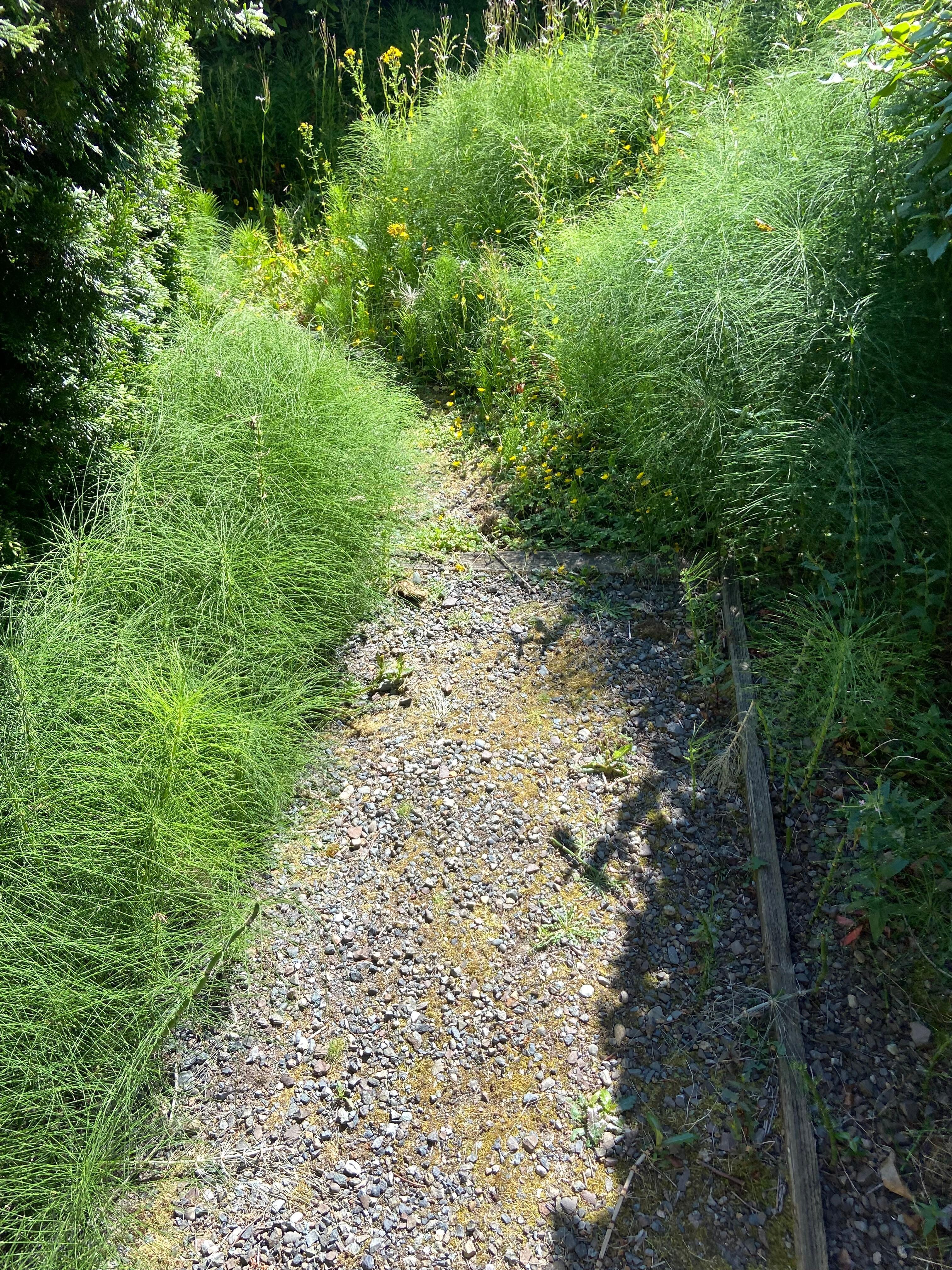 This is yard/path to parking spot of the home they gave us instead.