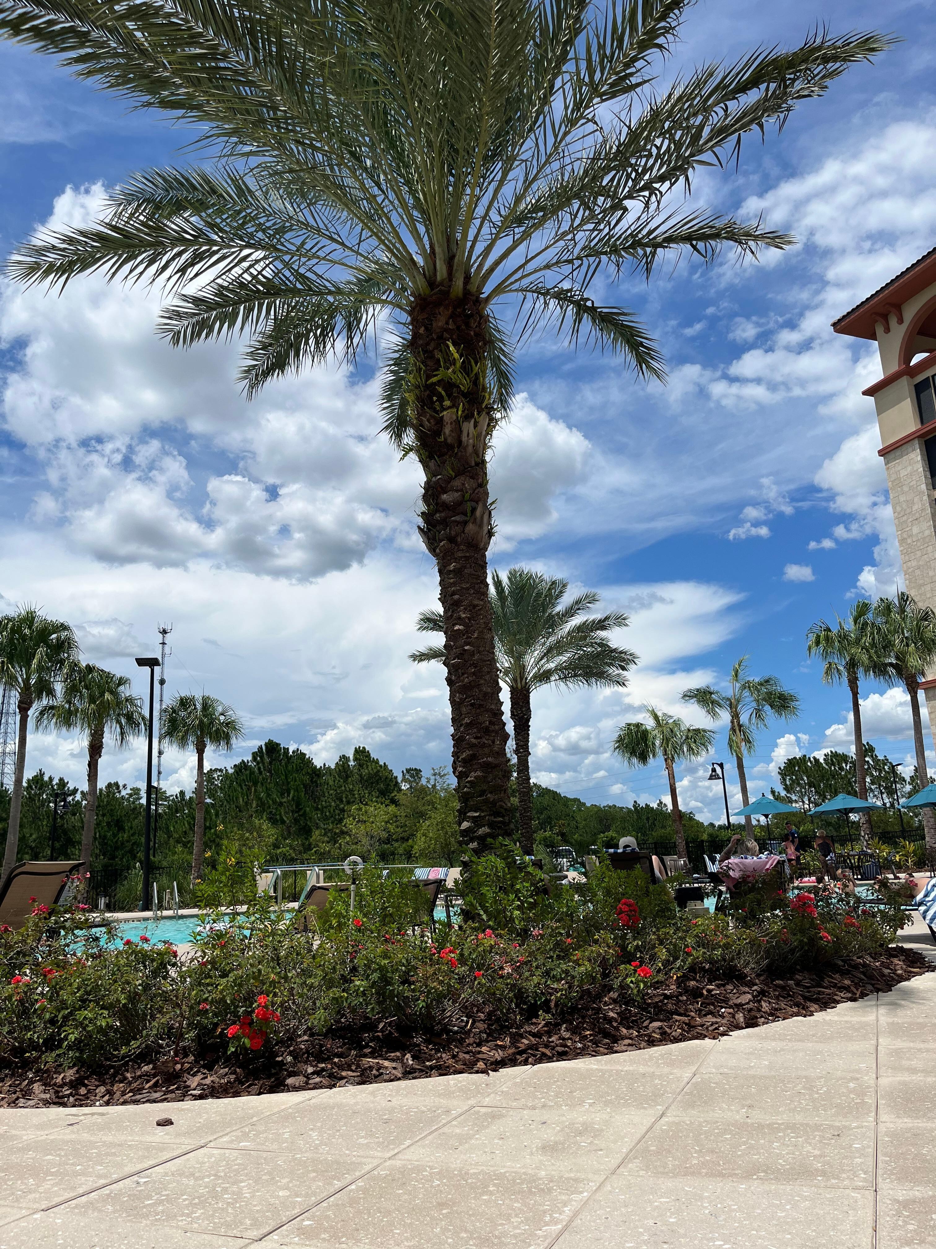 Pool area 