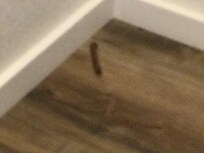 Chewed up food in the corner.