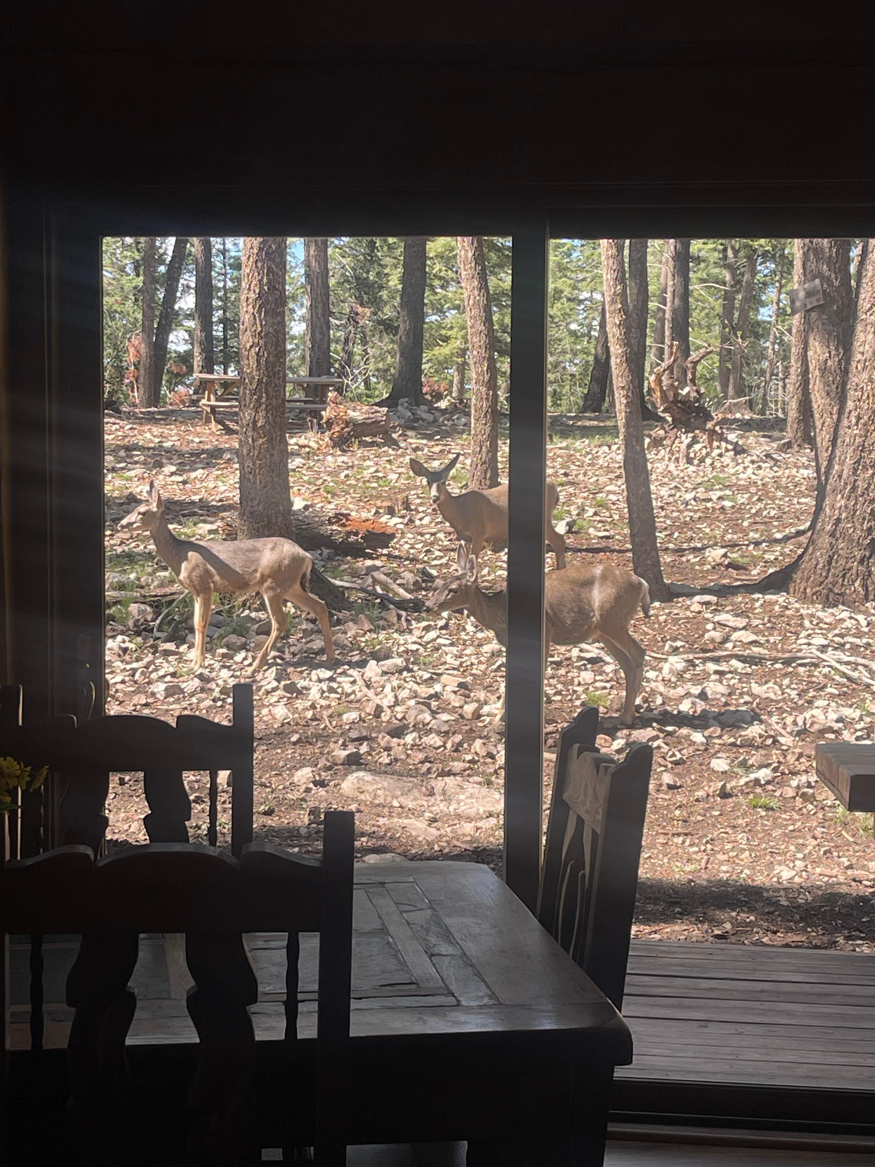 Deer view 