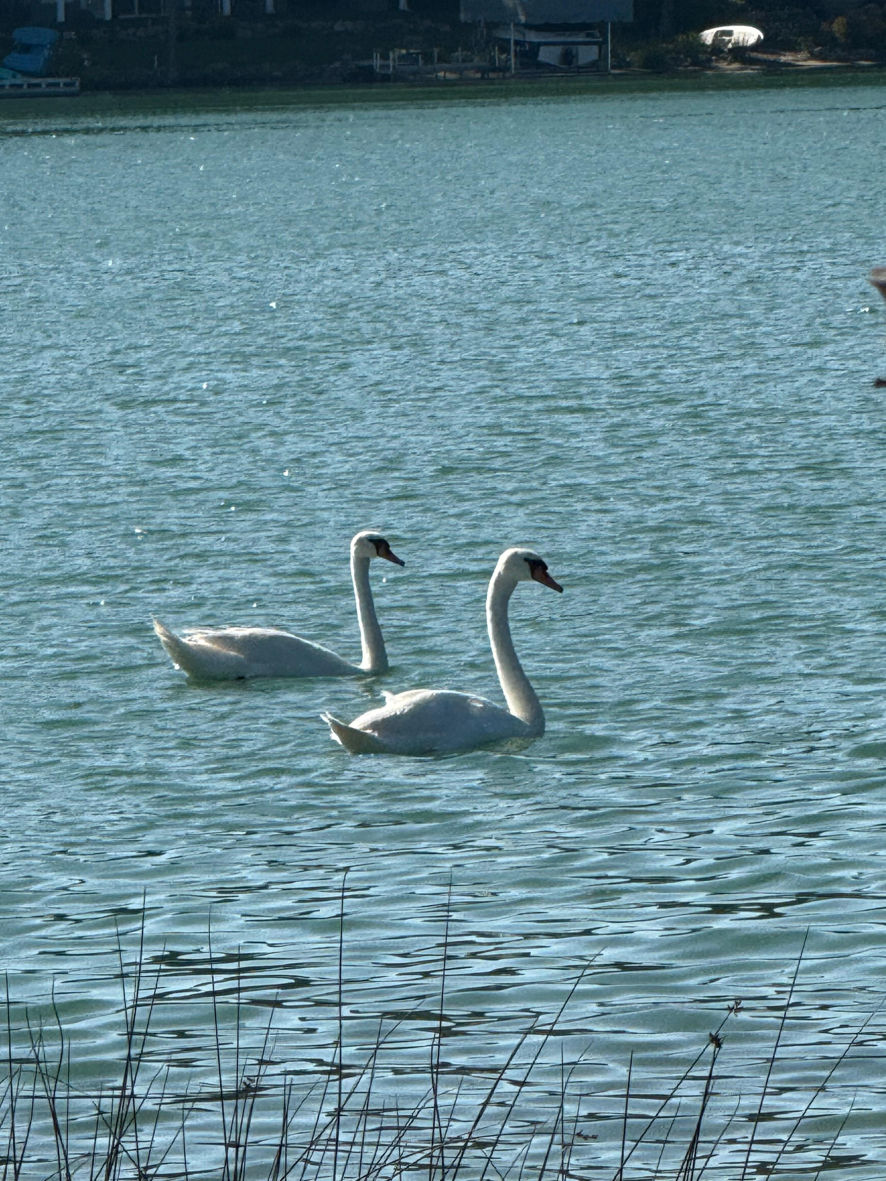 My Clumber learned he can not swim as fast as a swan. 
