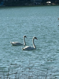 My Clumber learned he can not swim as fast as a swan.