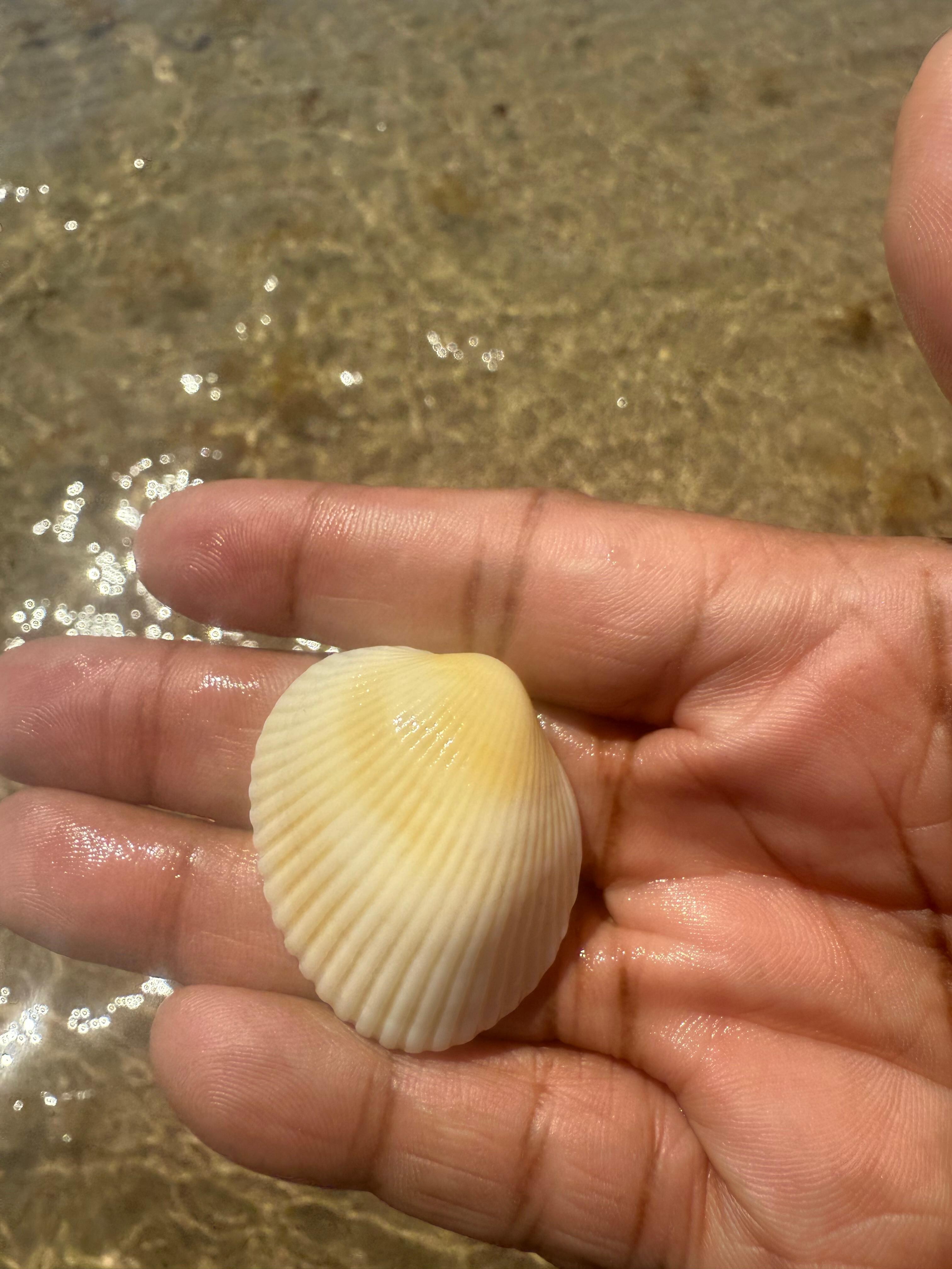 First seashell of the week. 