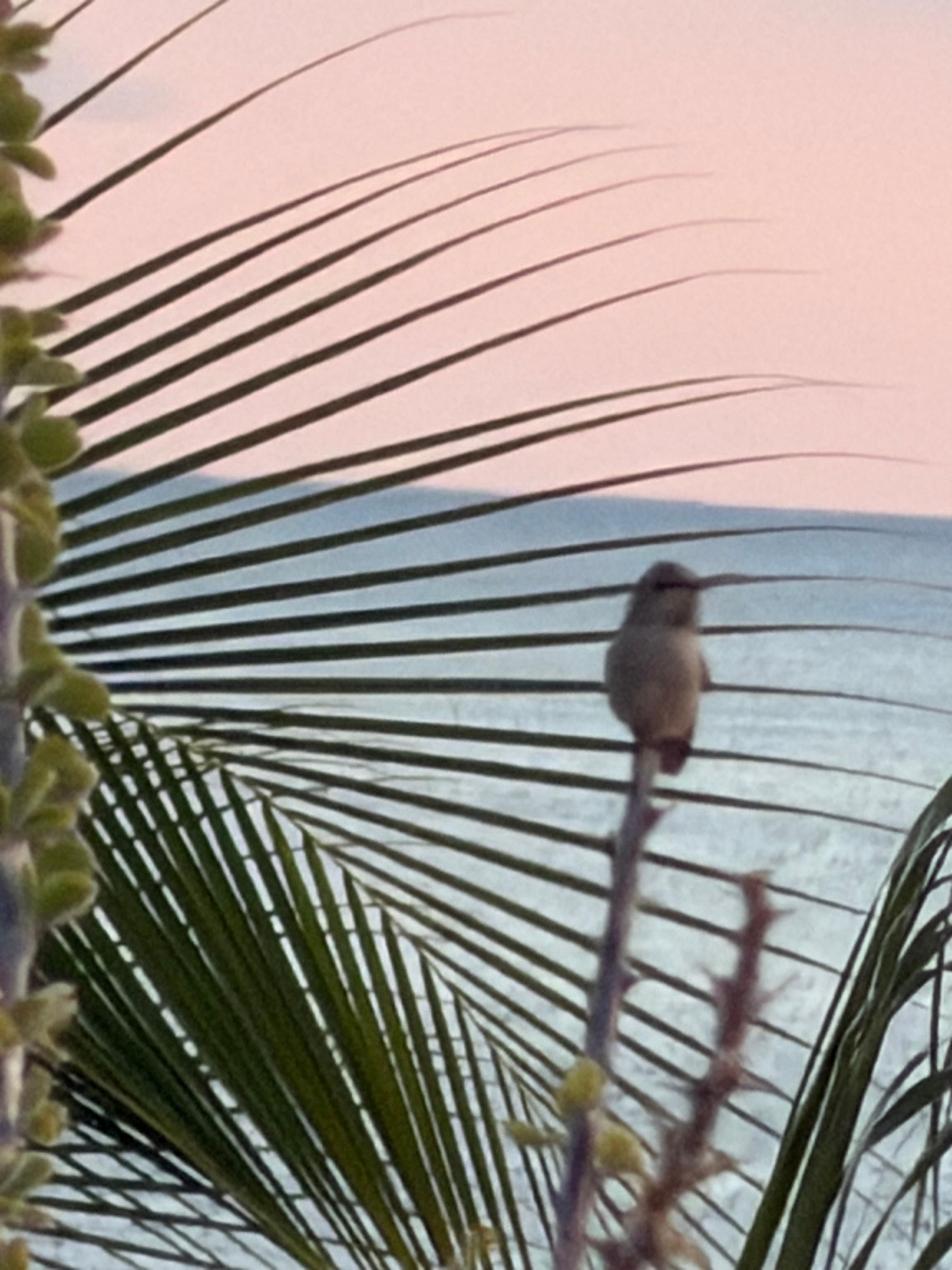 This is the resident Colibri.