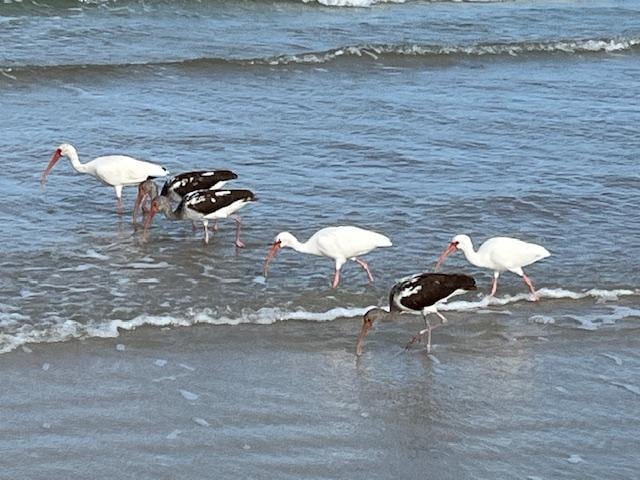 Birds on shoreline