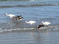 Birds on shoreline