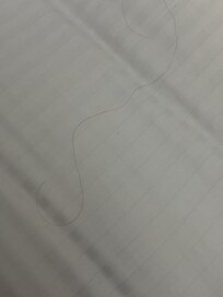 Hair in bed when I pulled back covers.
