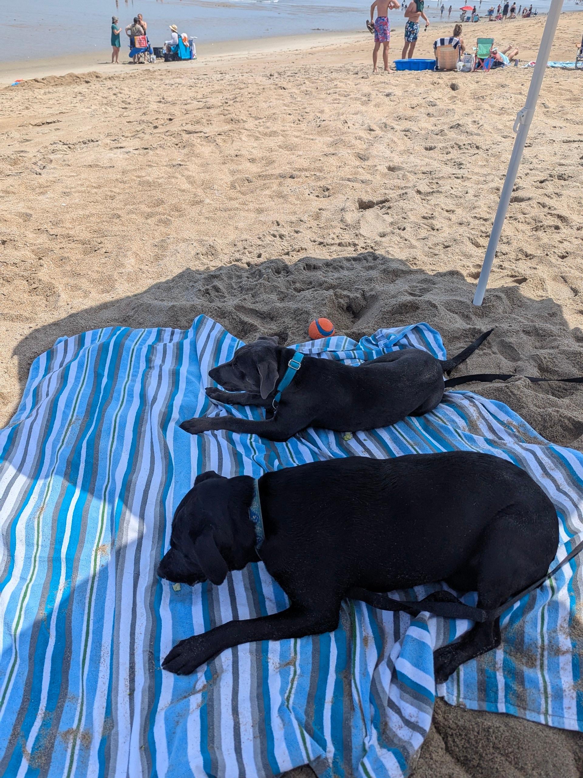 Pups enjoying their beach snack 