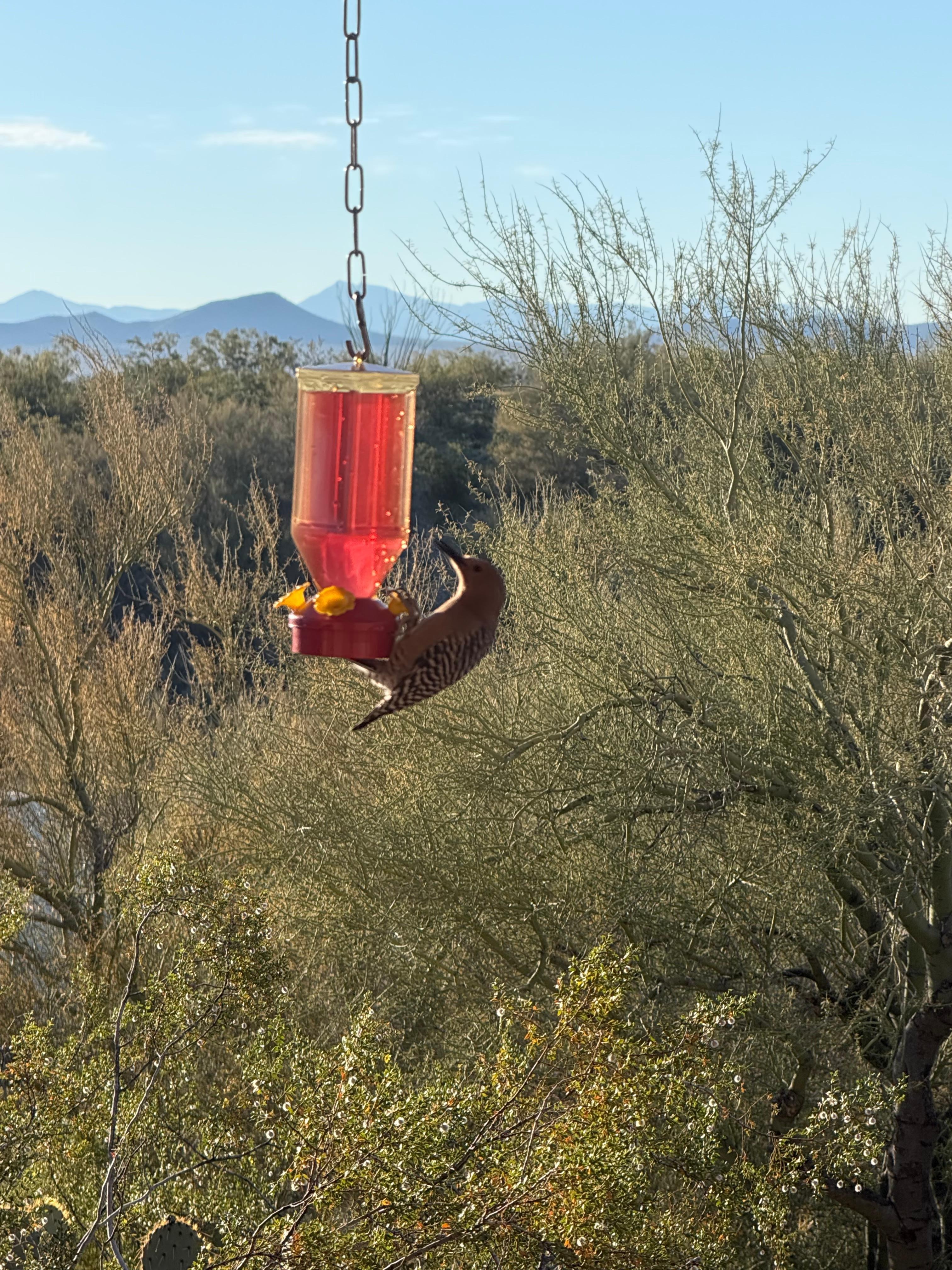 Gila Woodpeckers