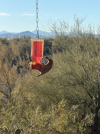 Gila Woodpeckers