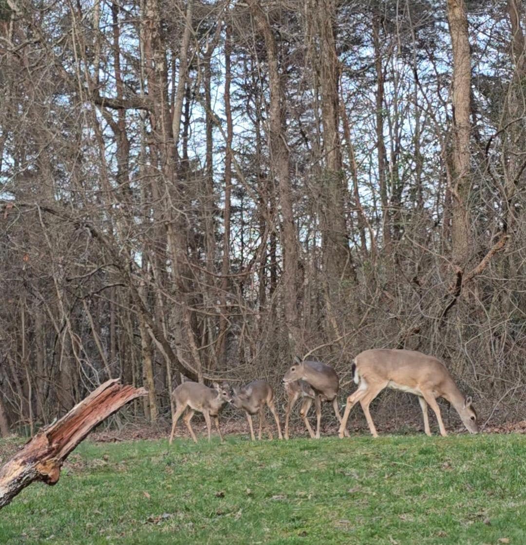 Deer at corn provided by owners ;) Thank you!
