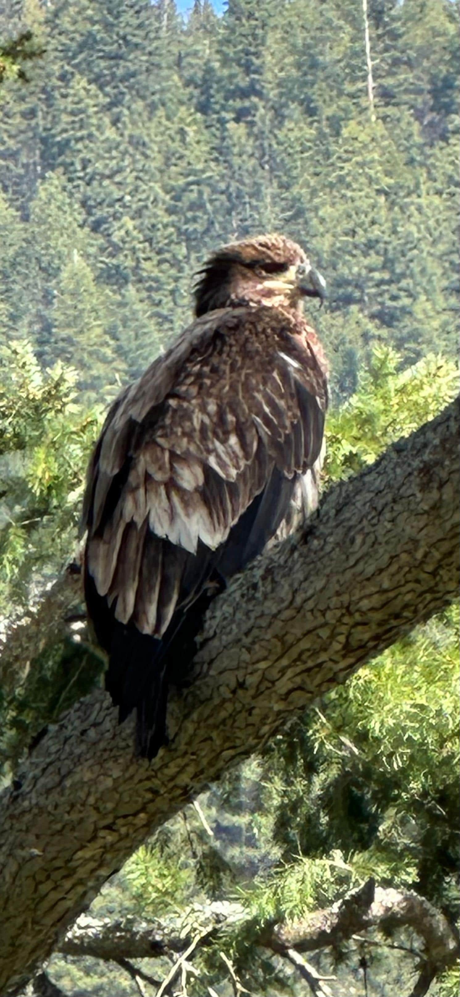 Resident immature Bald Eagle