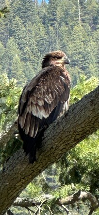 Resident immature Bald Eagle