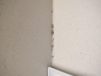 Mold