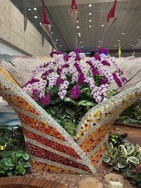 Orchids