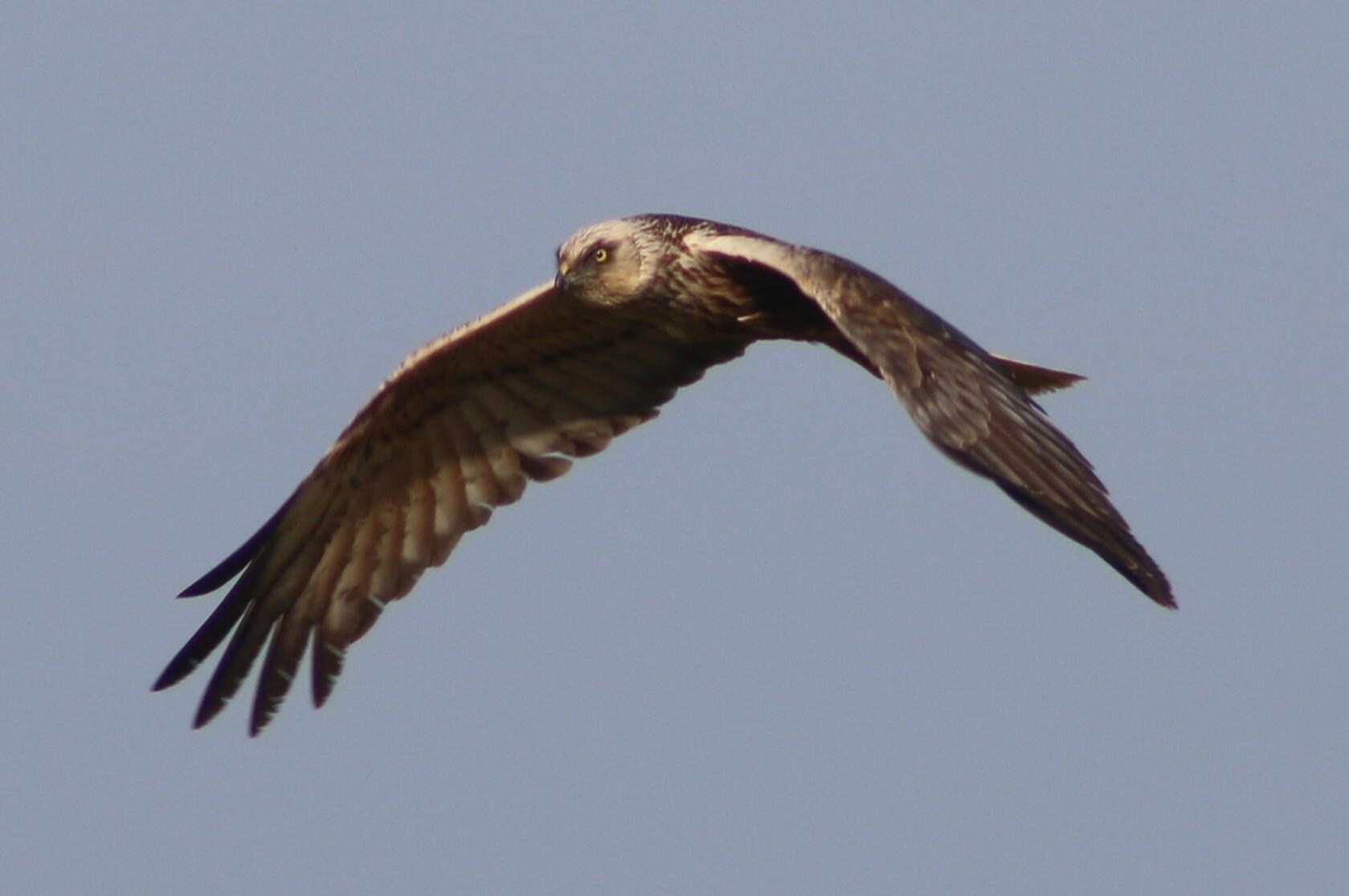 Marsh Harrier from the garden 