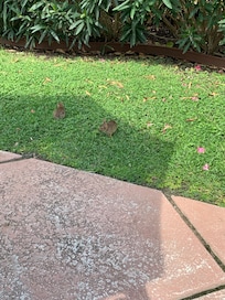 Adorable rabbits at pool.