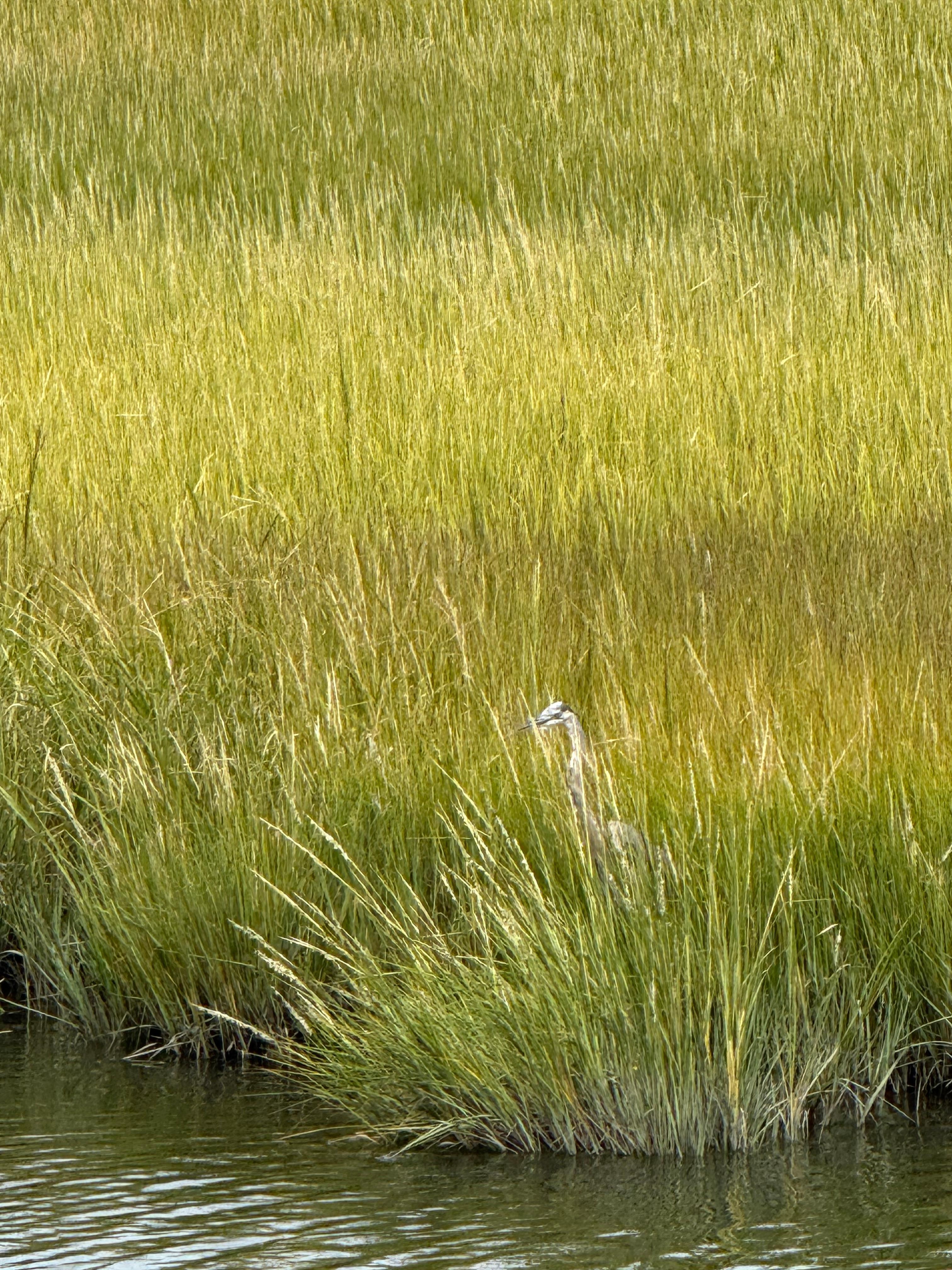 Look close the Blue Heron is in the sea grass