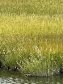 Look close the Blue Heron is in the sea grass