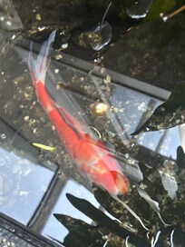 fish in planter pond in hall way to front desk