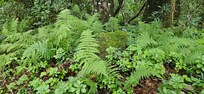 Lush ferns