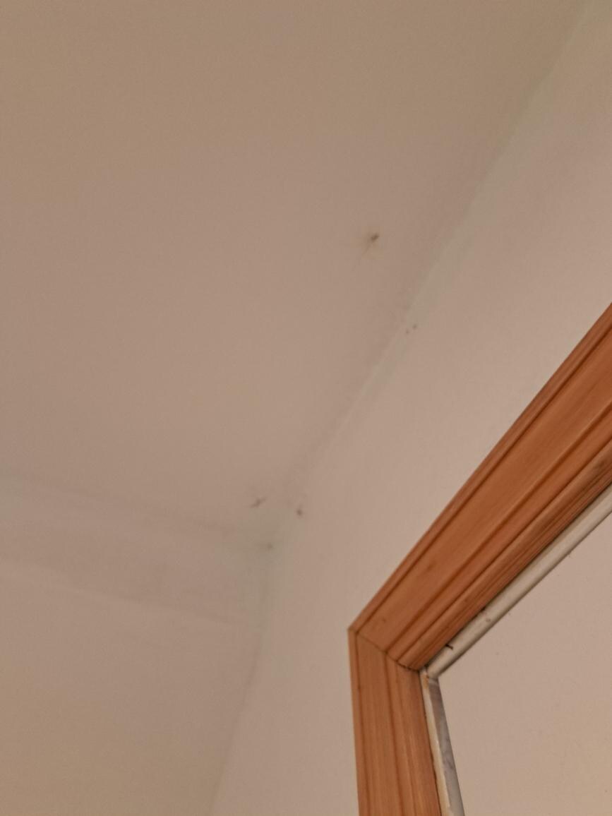 Cobwebs and bugs in the corner