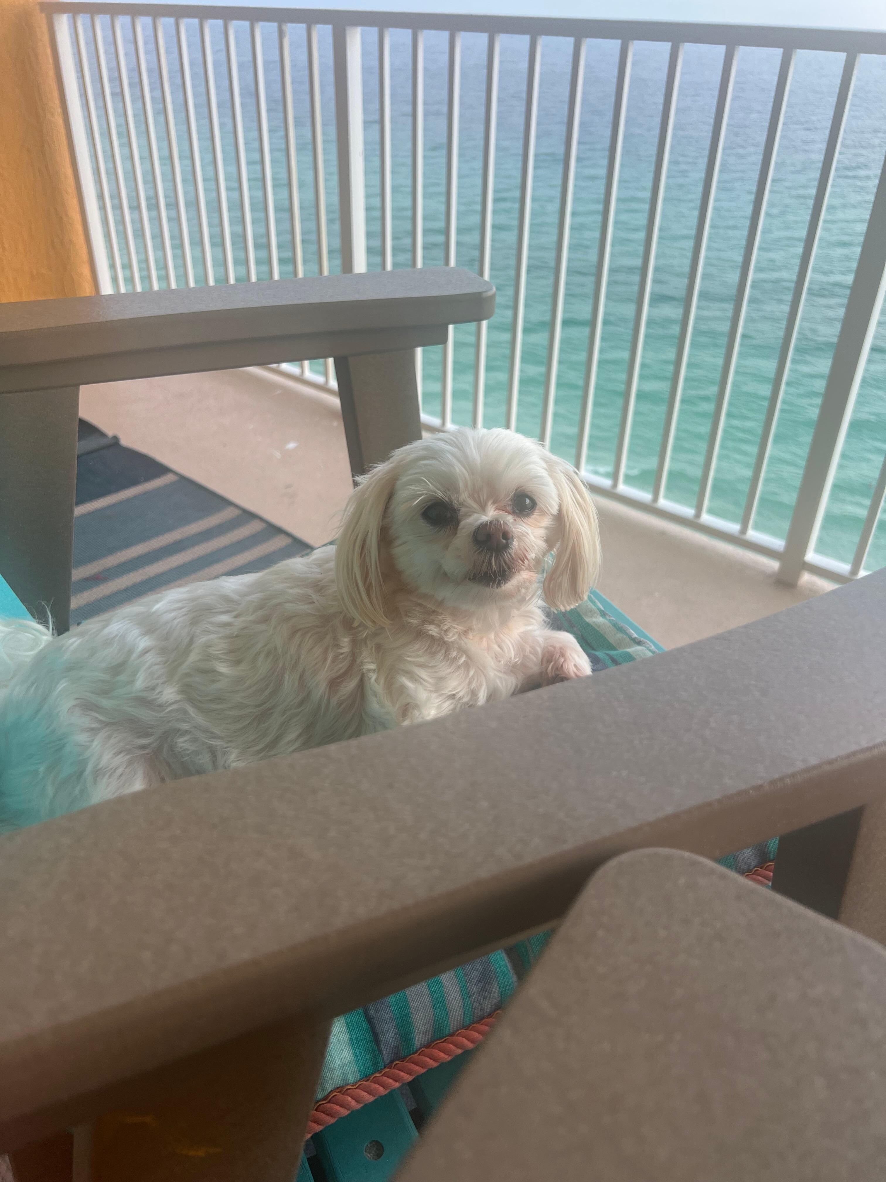 Just chilling out on our beautiful balcony! Lucy loves Life here! ❤️