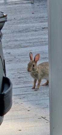 Sweet little visitor