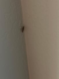 Cockroach #1