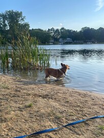 Charlie surveying his swimming area.