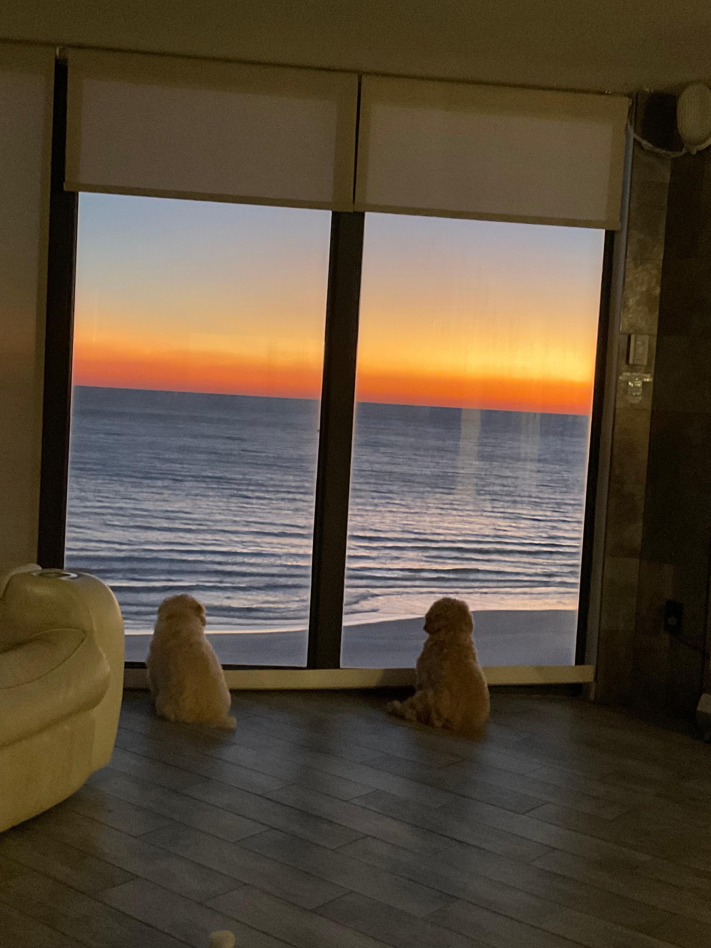 pups watching sunset and the beach