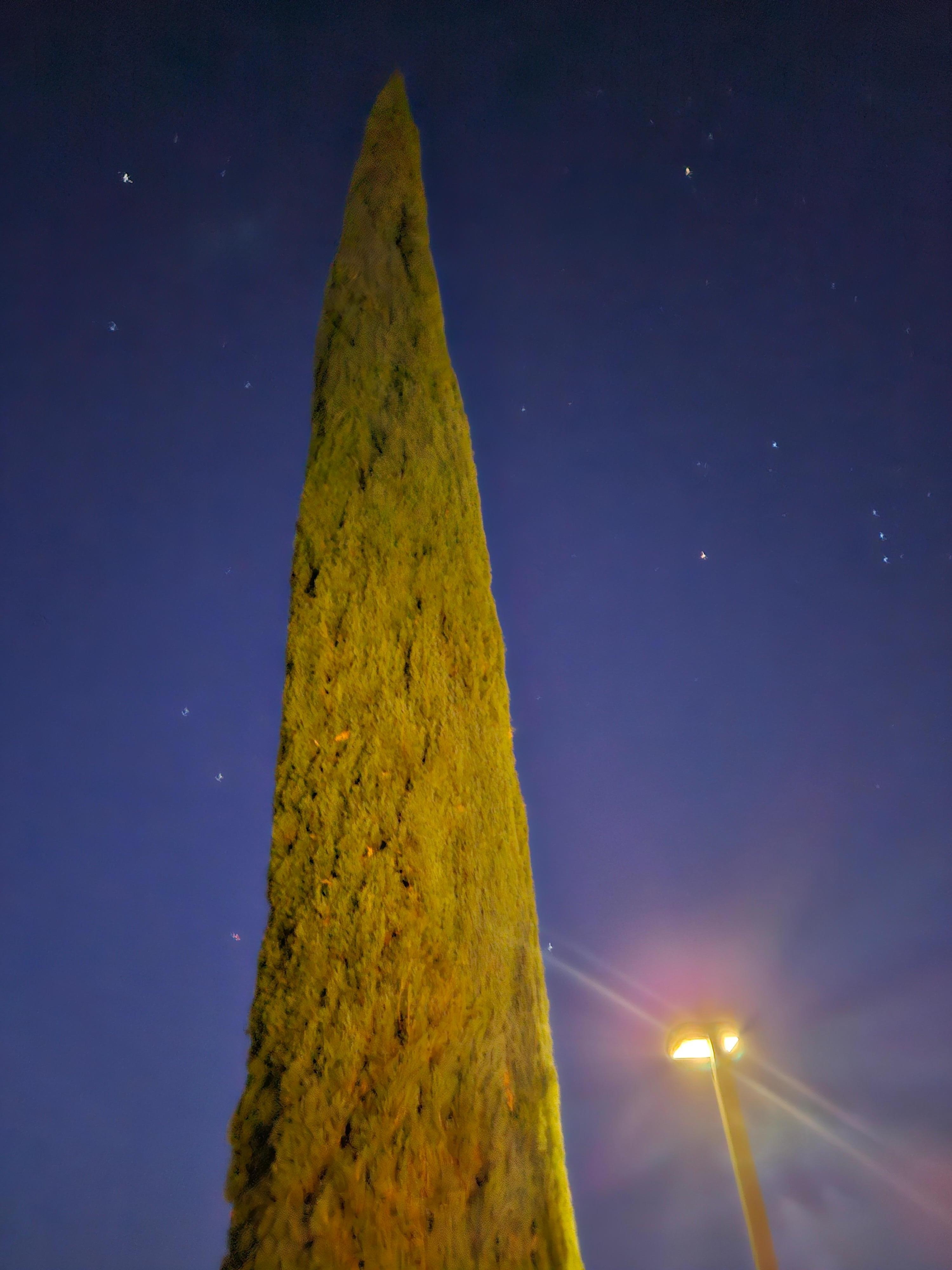 Cypress tree and dark night Sedona sky