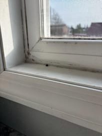 Dead bugs and dust in window sill