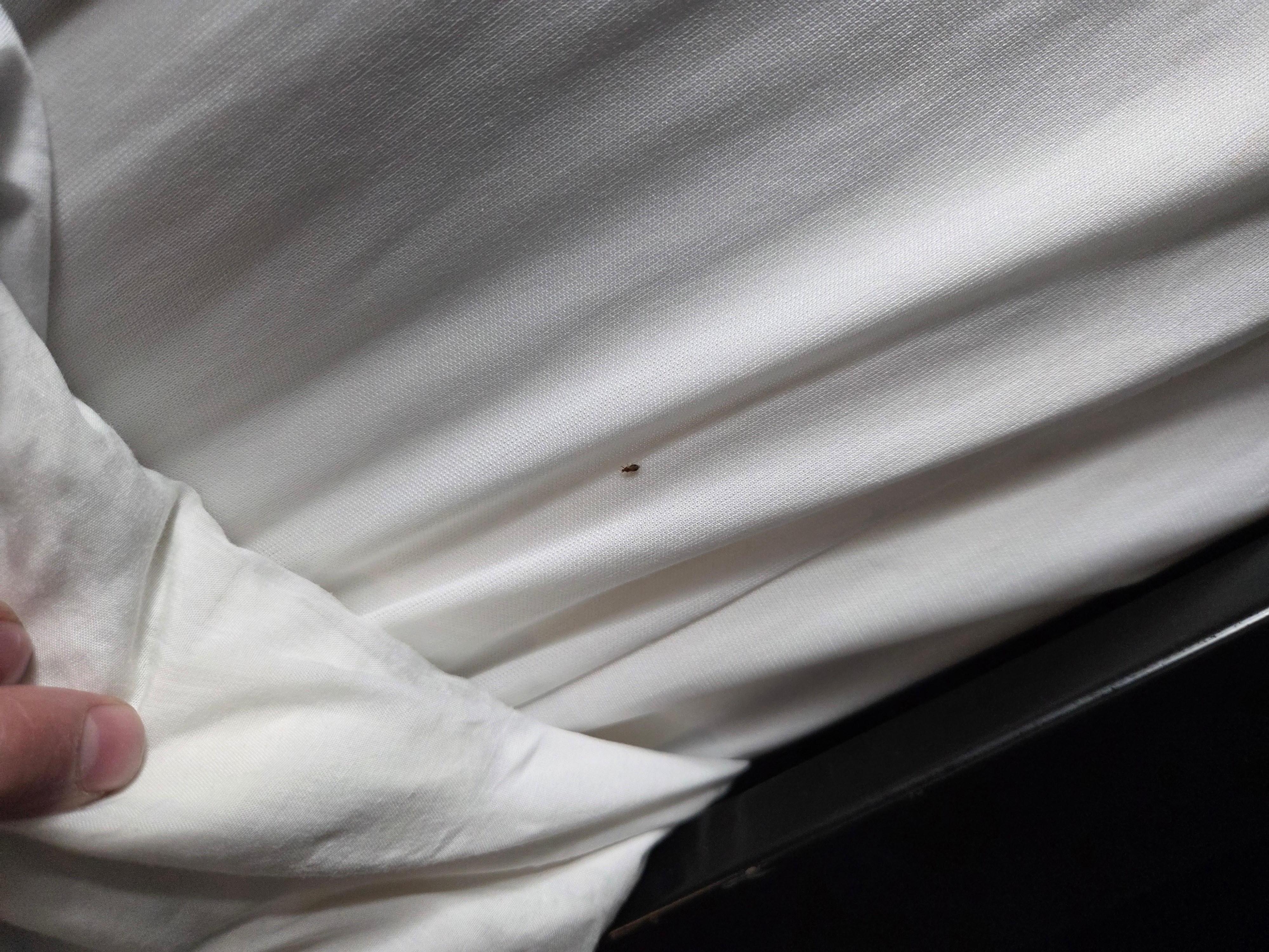 Bed bugs the time I pulled the comforter back