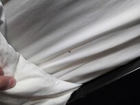 Bed bugs the time I pulled the comforter back