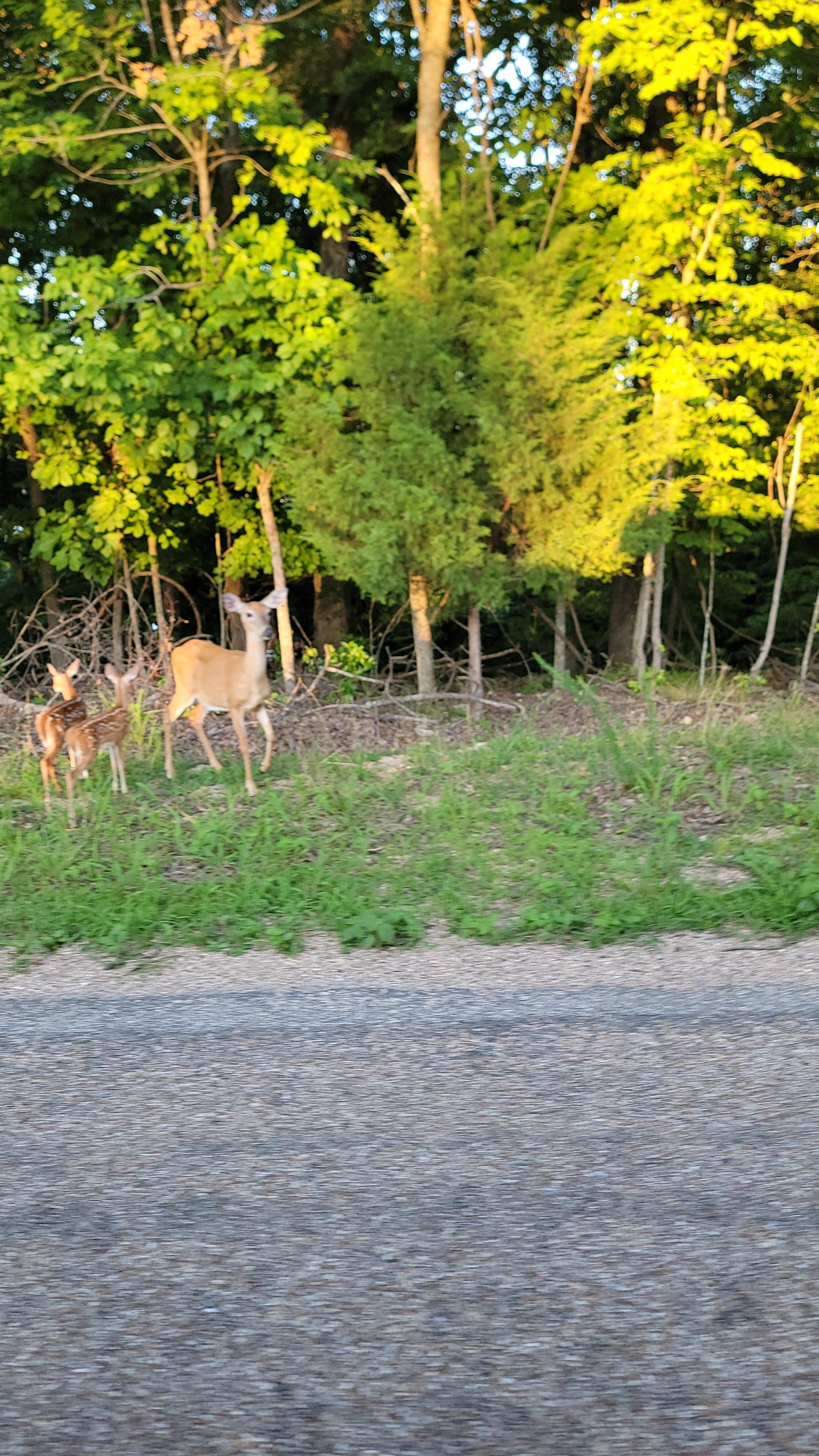 Lots of deer along the road in. Be careful driving.